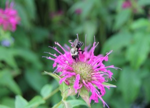 bee on flower