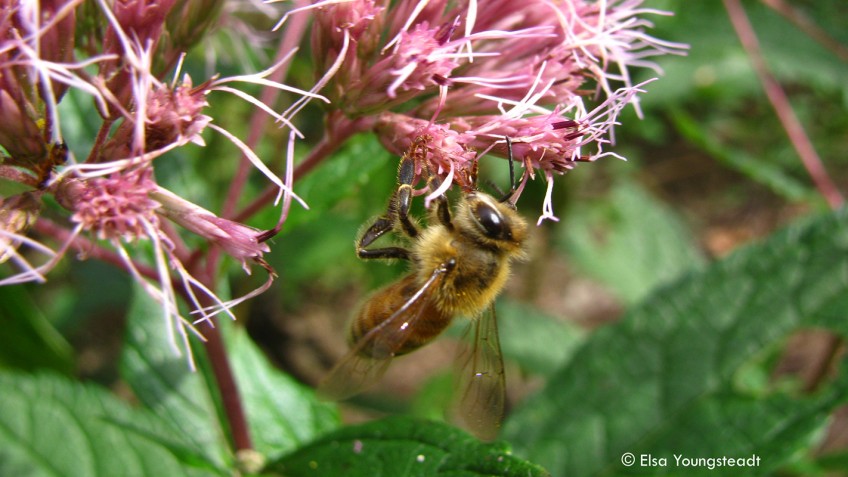 bee on flower