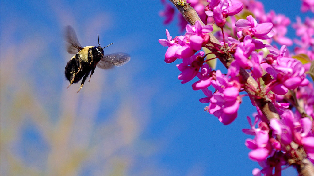 bee near flowers