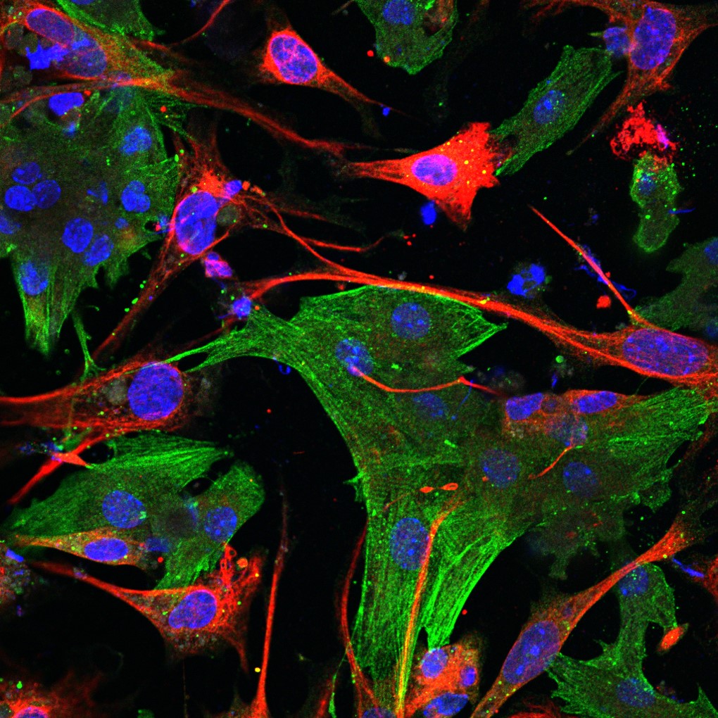 cell-1