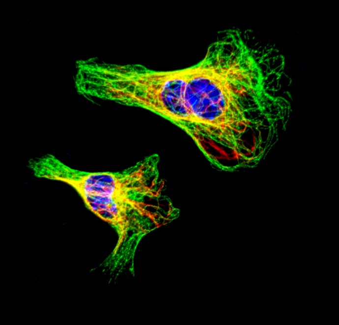 cell-2