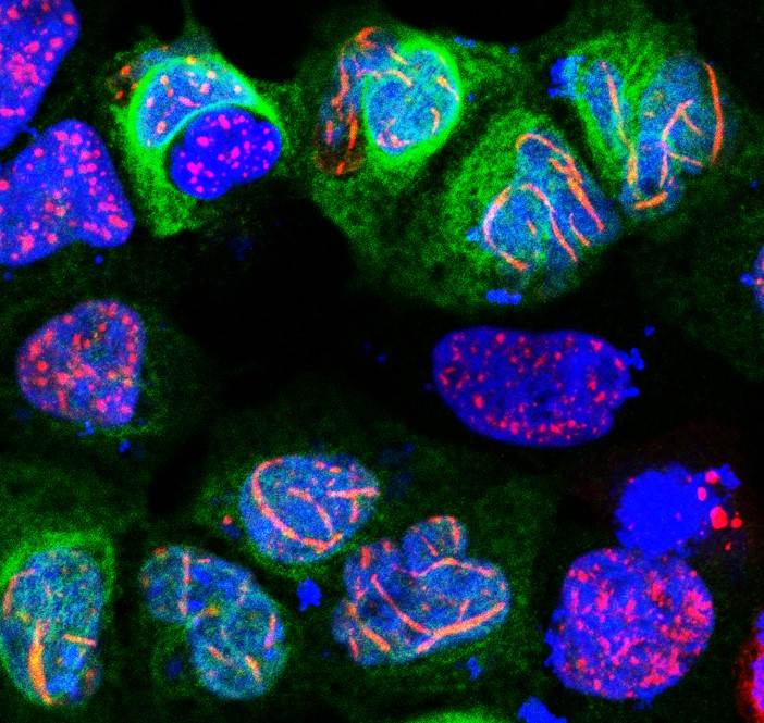 cell-3