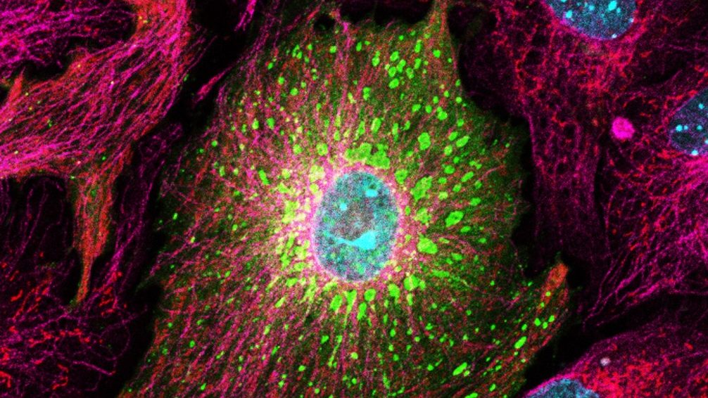 cell-4