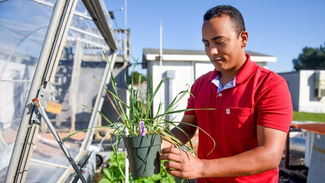 Sayed holding plant