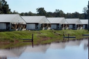 hog barns and lagoon