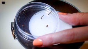 mosquito larvea in petri dish