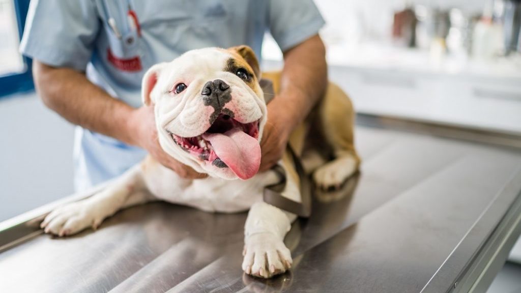 photo of vet with dog