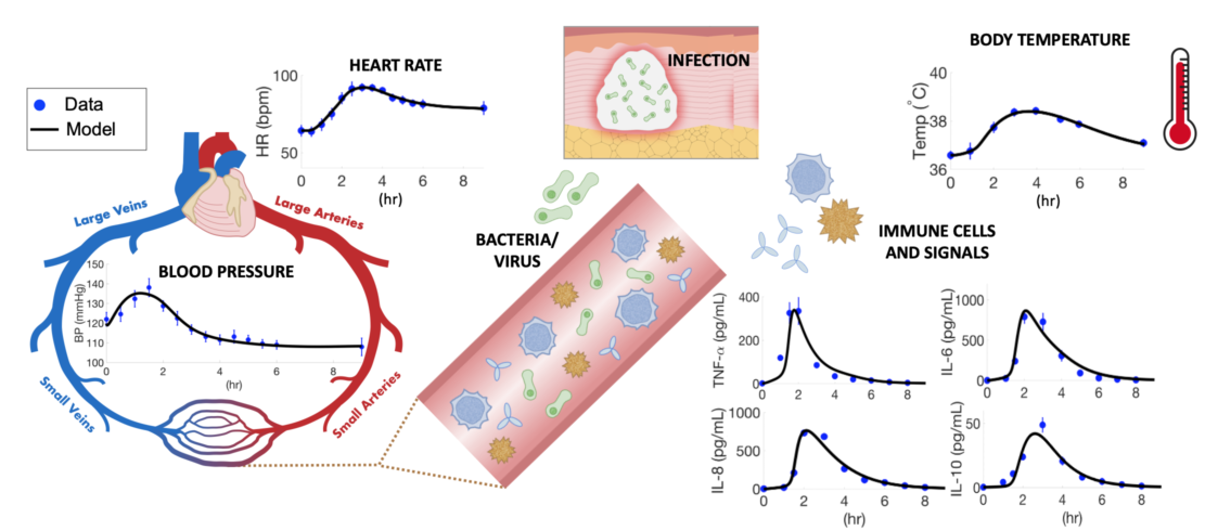 Using mathematical models to understand biological processes