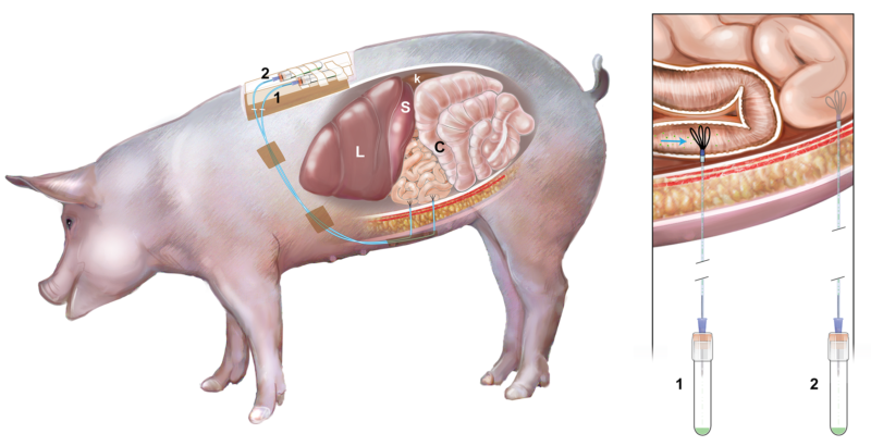 Porcine Model System