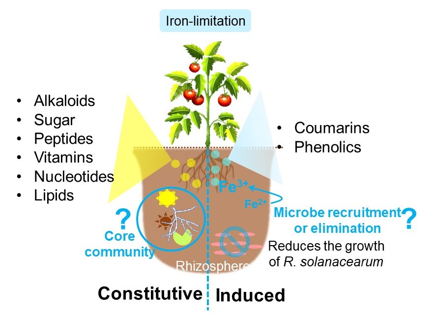 Studying Plant-Microbe Interactions