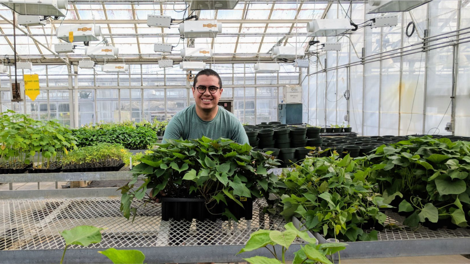 Graduate student in greenhouse with plants.
