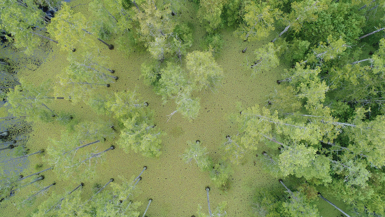 aerial view of a wetland forest shows many green trees and large patches of floating weed in the water