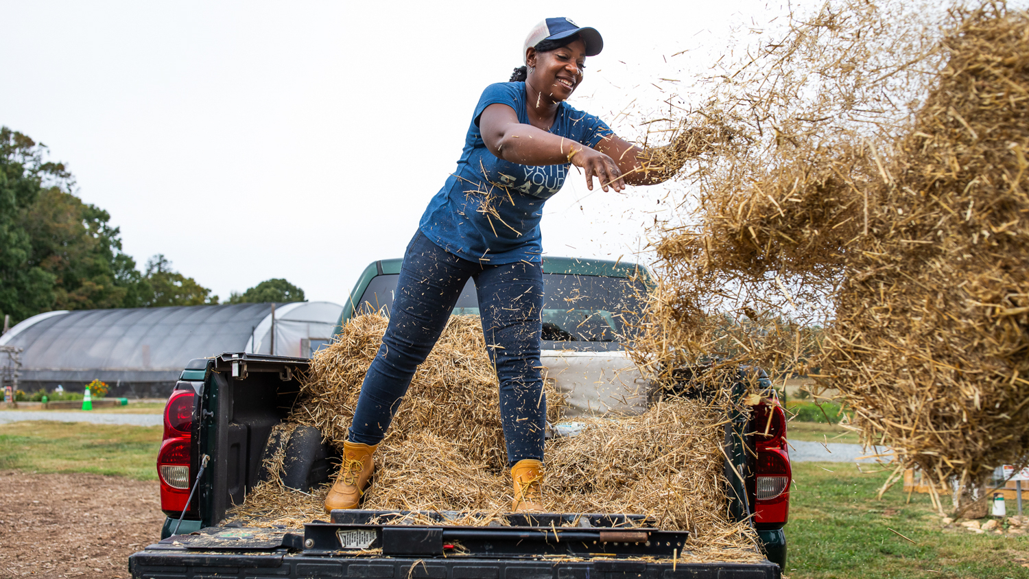 Farmer Cee Stanley tossing hay from the back of a pickup truck.