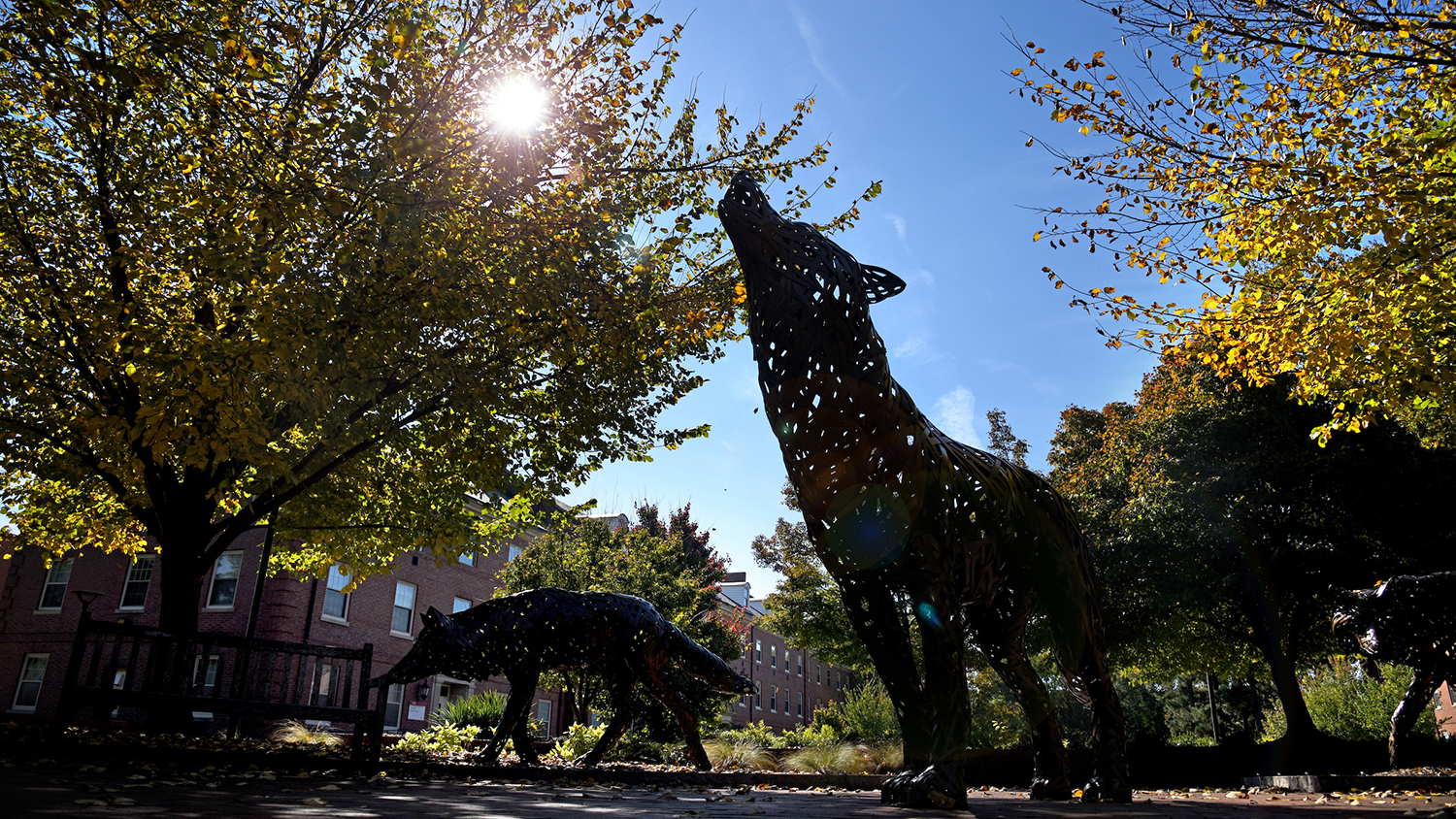 wolves on campus
